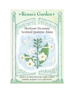 Nicotiana, Jasmine Alata ~ 925 seeds
