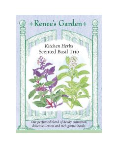 Ocimum, Basil Mix, Scented Basil Trio ~ 500 seeds