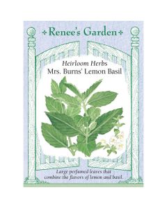 Ocimum, Basil, Mrs. Burns' Lemon Basil ~ 275 seeds