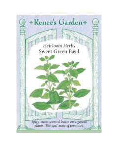 Ocimum, Basil, Sweet Green Basil ~ 500 seeds