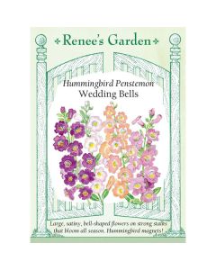 Penstemon, Beardtongue 'Wedding Bells' ~ 30 seeds