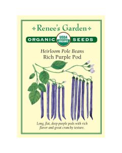 Phaseolus, String Beans (Pole) 'Rich Purple Pod' Organic Heirloom ~ 28 seeds