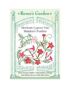 Quamoclit, Cypress Vine, Maiden's Feather ~ 145 seeds