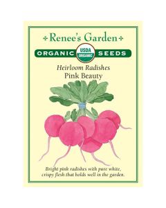 Raphanus, Radish, Pink Beauty ~ 327 seeds