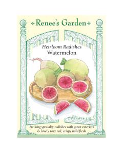 Raphanus, Watermelon Radish ~ 175 seeds