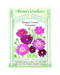 Cosmos Mix 'Velouette' ~ 105 seeds