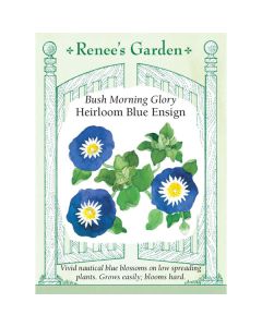 Convolvulus, Bush Morning Glory, Heirloom Blue Ensign, ~ 100 seeds