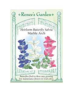 Salvia, Butterfly Salvia, Marble Arch ~ 120 seeds
