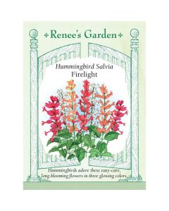 Salvia, Hummingbird Salvia, Firelight Mix ~ 115 seeds