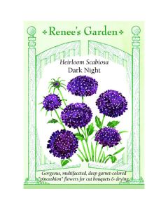 Scabiosa, Pincushion Flower, Dark Night ~ 50 seeds