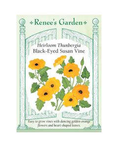 Thunbergia, Old-Fashioned Black-Eyed Susan Vine ~ 35 seeds