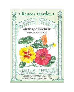 Tropaeolum, Climbing Nasturtium, Amazon Jewel ~ 35 seeds