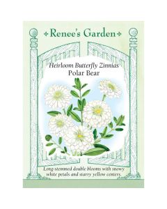 Zinnia, Polar Bear ~ 70 seeds