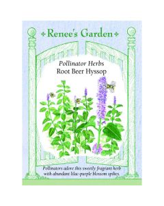 Agastache, Root Beer Hyssop ~ 2500 seeds
