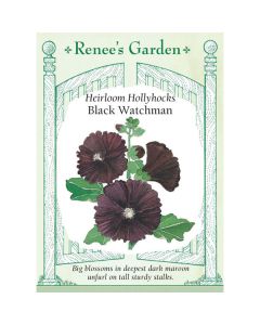 Alcea, Hollyhock, Black Watchman ~ 60 seeds