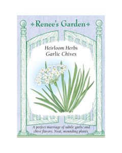 Allium, Chives, Garlic Chives ~ 250 seeds