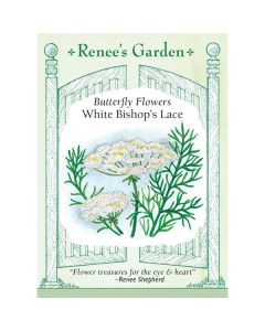 Ammi, Bishop's Lace, White Bishop's Lace ~ 425 seeds