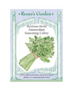 Apium, Celery 'Amsterdam Seasoning Celery' Heirloom ~ 670 seeds