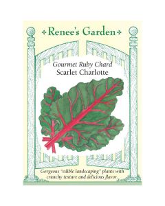 Beta, Swiss Chard 'Scarlet Charlotte' ~ 100 seeds