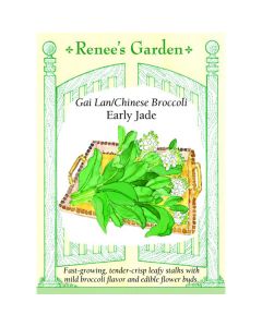 Brassica, Chinese Broccoli, Gai Lan Early Jade ~ 500 seeds