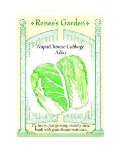 Brassica, Napa Cabbage 'Aiko' Hybrid ~ 85 seeds