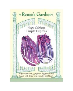 Brassica, Napa Cabbage, Purple Express ~ 85 seeds
