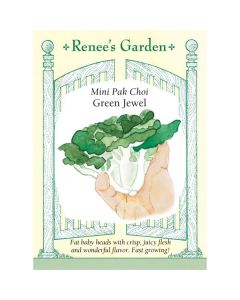 Brassica, Pak Choi, Green Jewel ~ 545 seeds