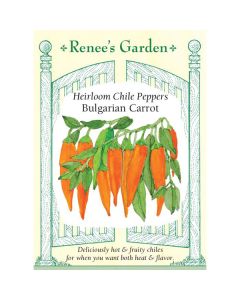 Capsicum, Hot Pepper 'Bulgarian Carrot Chiles' Heirloom ~ 40 seeds