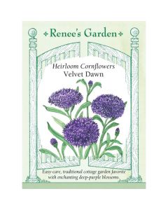 Centaurea, Cornflower, Velvet Dawn ~ 250 seeds