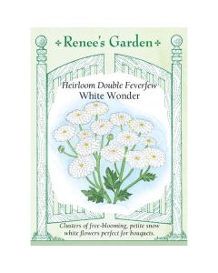 Chrysanthemum, Feverfew, White Wonder ~ 450 seeds
