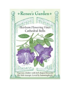 Cobaea, Cathedral Bells ~ 25 seeds