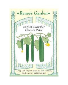 Cucumis, English Cucumber 'Chelsea Prize' Hybrid ~ 12 seeds