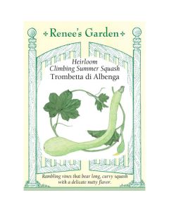 Cucurbita, Squash (Summer), Climbing Summer Squash, Trombetta di Albenga ~ 25 seeds