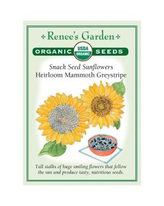 Helianthus, Sunflower, Heirloom Mammoth Greystripe ~ 48 seeds