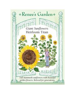 Helianthus, Sunflower, Heirloom Titan ~ 30 seeds