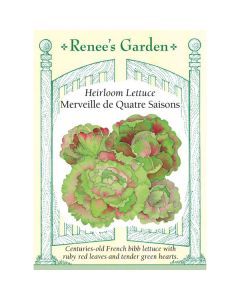 Lactuca, Lettuce, Merveille de Quatre Saisons ~ 1050 seeds