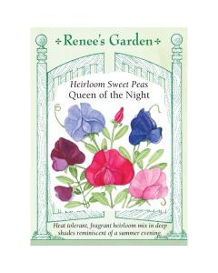 Lathyrus, Sweet Pea, Queen of the Night ~ 40 seeds