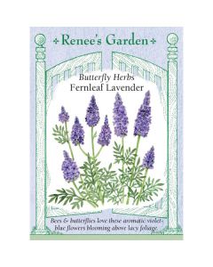 Lavandula, Fernleaf Lavender ~ 45 seeds
