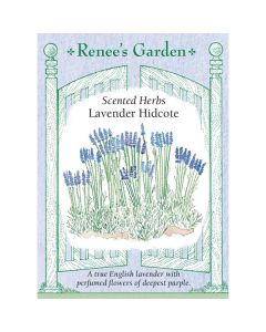 Lavandula, Hidcote Lavender ~ 205 seeds