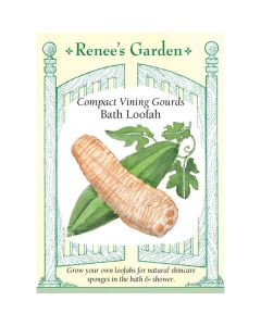 Luffa, Gourd, Bath Loofah ~ 25 seeds