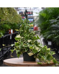 Senecio Macroglossus 'Wax Ivy'