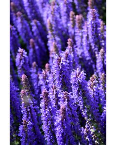 Salvia, Woodland Sage 'Sensation® Deep Blue'