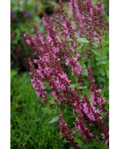 Salvia, Woodland Sage 'Sensation® Deep Rose'