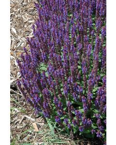 Salvia, Woodland Sage 'Sensation® Sky Blue'