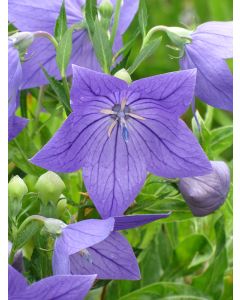 Platycodon, Balloon Flower 'Sentimental Blue'