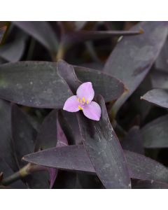 Setcreasea 'Purple Queen'