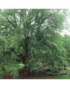 Ulmus, American Elm 'St. Croix™' (Large Sizes)