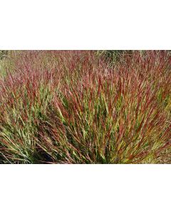 Panicum, Switchgrass 'Shenandoah'