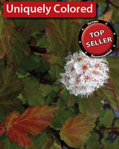 Physocarpus, Ninebark 'First Editions® Amber Jubilee™'