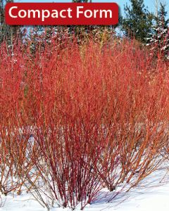 Cornus, Red Twig Dogwood 'Arctic Fire™'